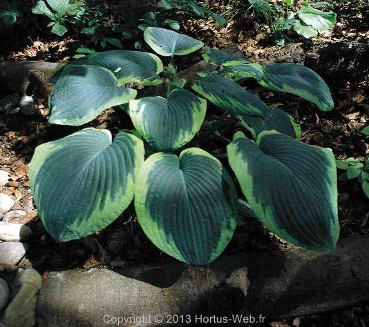 hosta_francee_williams.jpg
