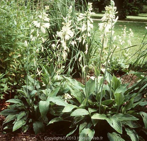 hosta_freising.jpg
