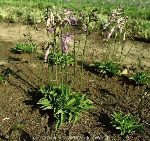 hosta_longipes_gracillima.jpg