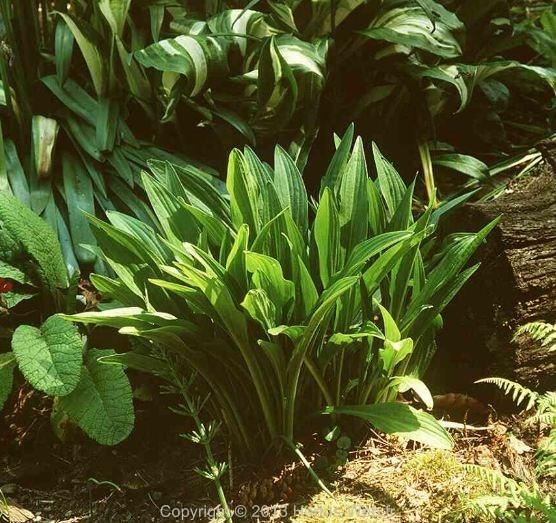 hosta_longissima.jpg