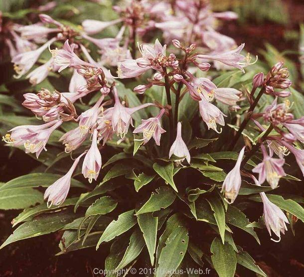 hosta_tardiflora.jpg