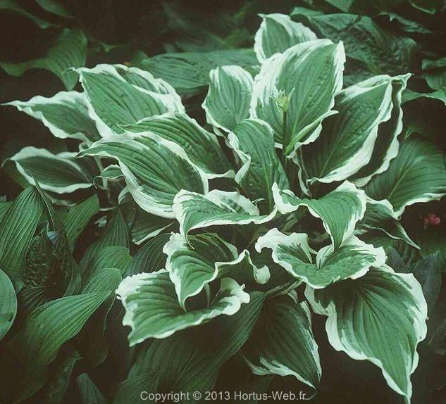 hosta_thomas-hogg.jpg
