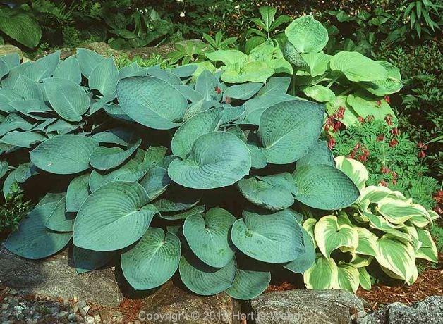 hosta_tokudama.jpg