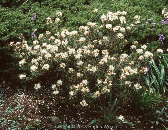 ledum_palustre_groenlandicum.jpg
