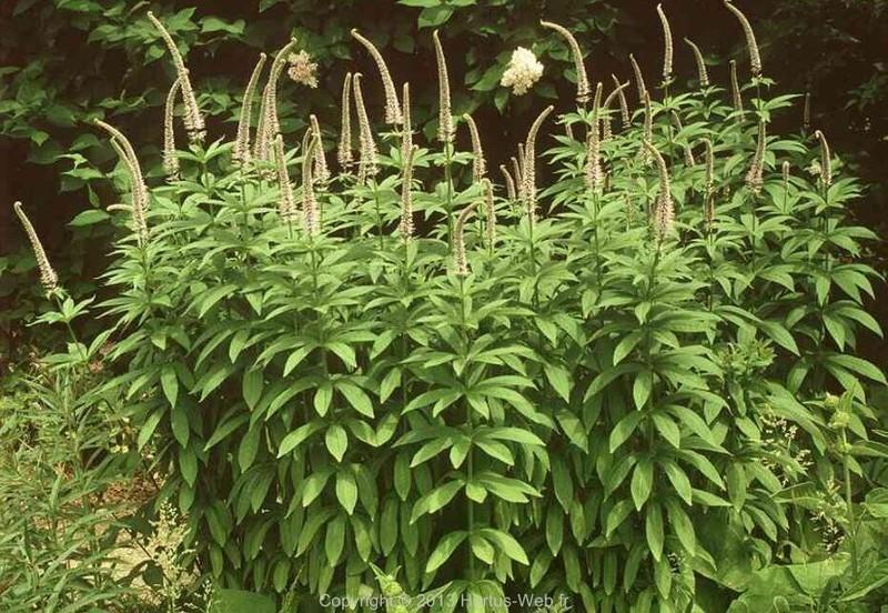 leptandra_virginica.jpg