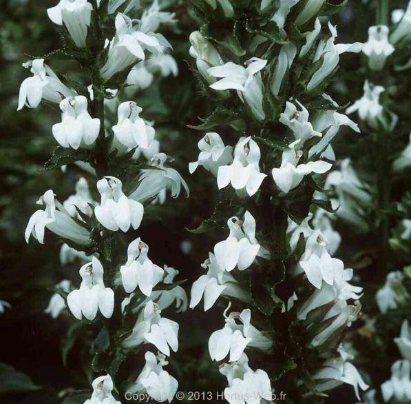 lobelia_siphilitica_alba.jpg