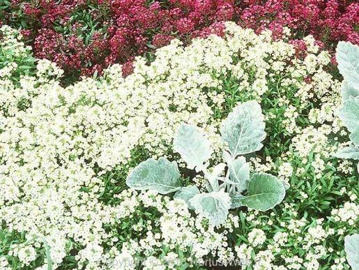 lobularia_maritima_benthamii.jpg