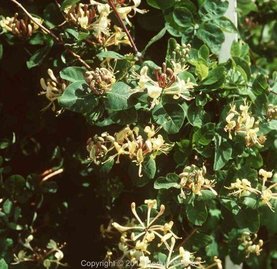 lonicera_caprifolium.jpg