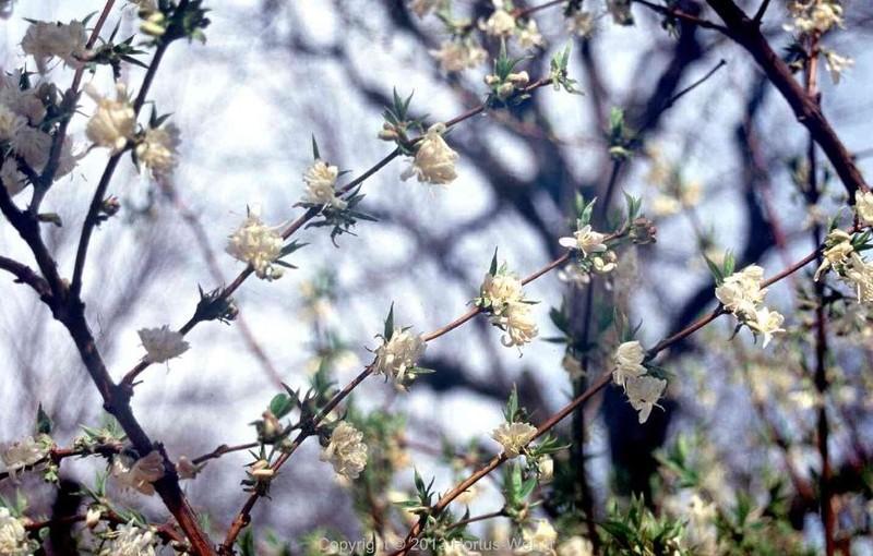 lonicera_purpusii.jpg