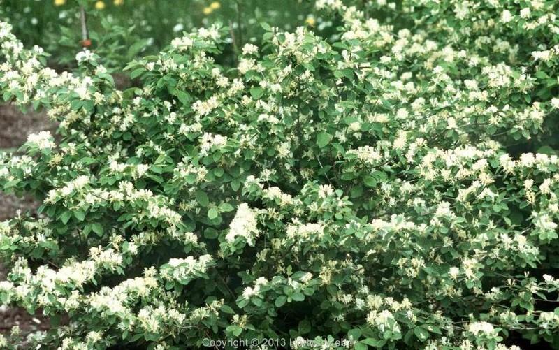 lonicera_xylosteoides_claveyi.jpg