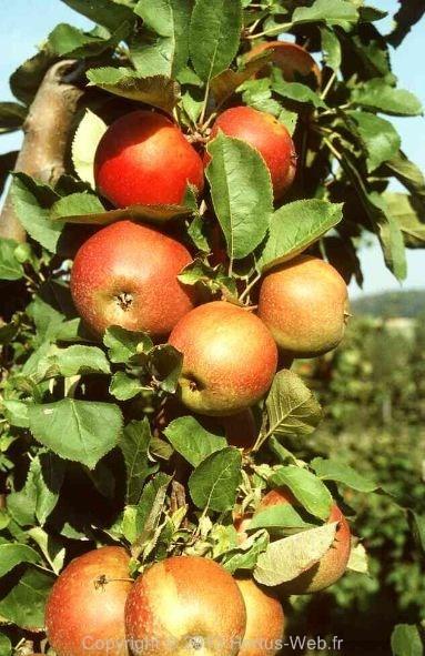 malus_domestica_boskoop-rouge.jpg