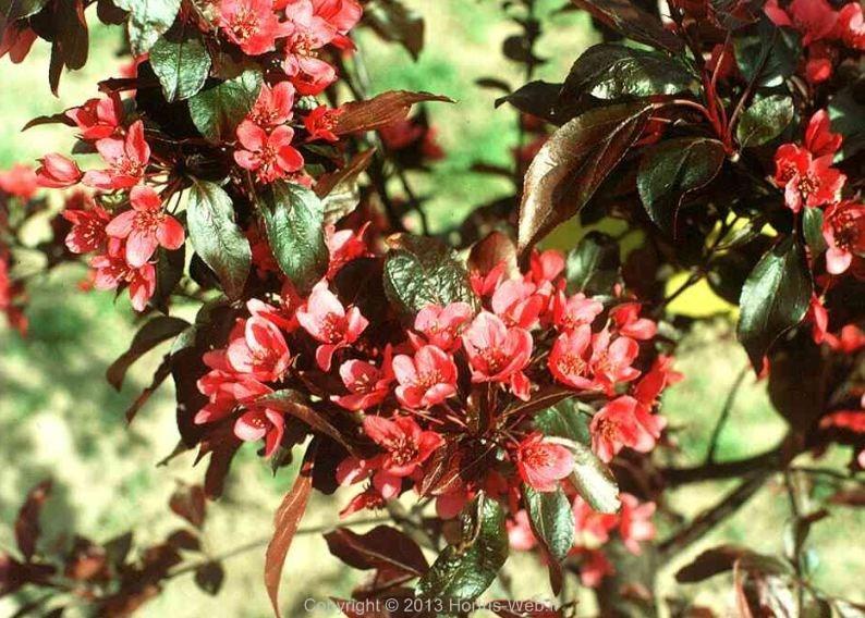 malus_moerlandsii-nicoline.jpg