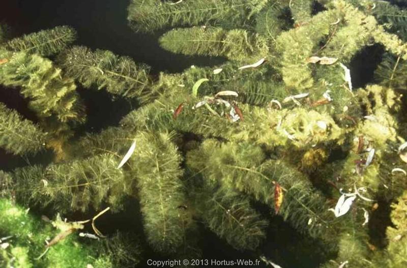 myriophyllum_verticillatum.jpg