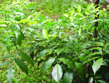 myroxylon-balsamum.jpg
