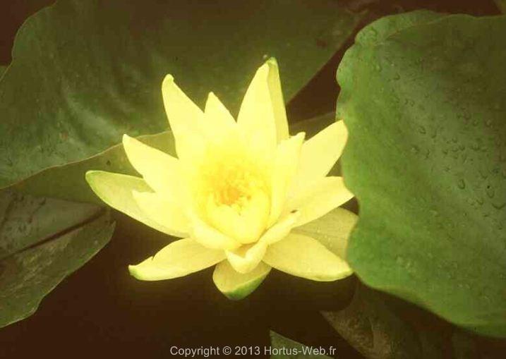 nymphaea_colonel-aj-welch.jpg