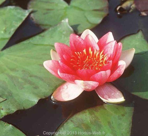 nymphaea_ellisiana.jpg