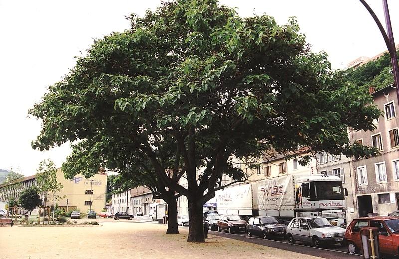 paulownia-tomentosa-3.jpg