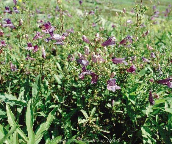 penstemon_catherine-de-la-mare.jpg