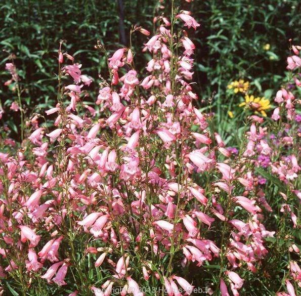 penstemon_evelyn.jpg