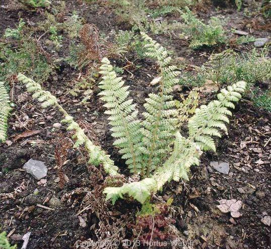 polystichum_braunii.jpg