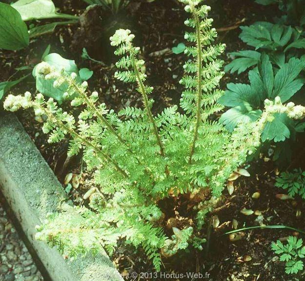 polystichum_setiferum_dahlem.jpg