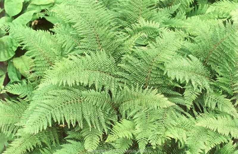polystichum_setiferum_herrenhausen.jpg
