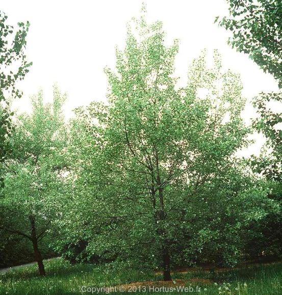 populus_canadensis_robusta.jpg