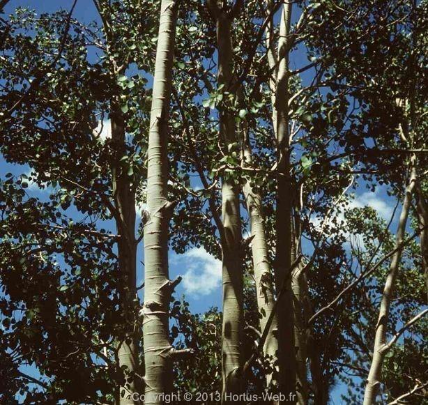 populus_tremula.jpg