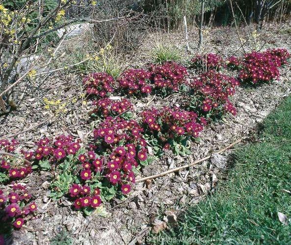 primula_primrose_fruhlingsbote.jpg