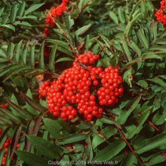 pyrus_americana.jpg