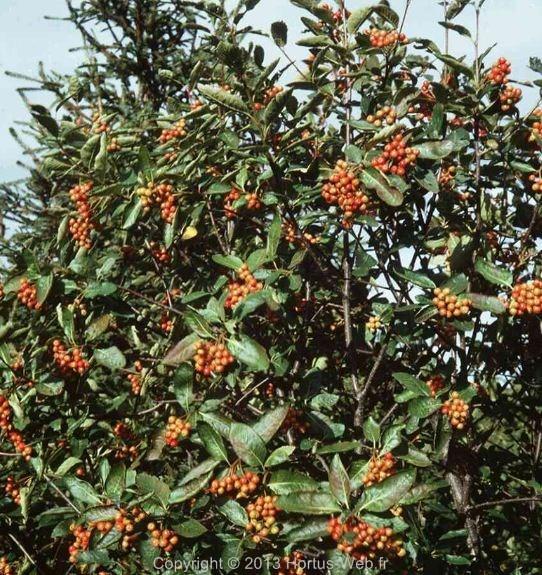 pyrus_chamaemespilus.jpg
