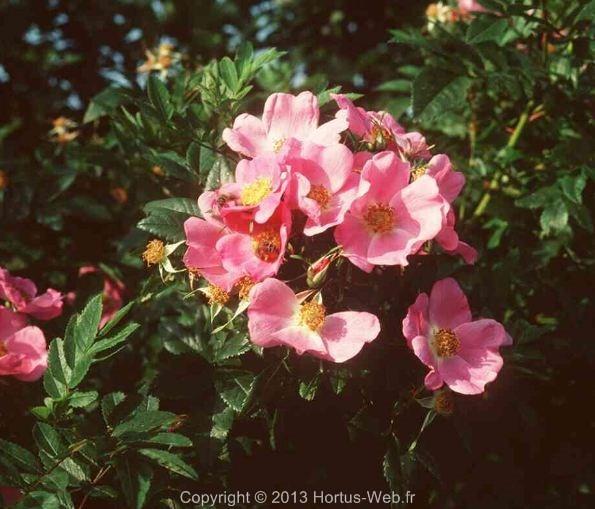 rosa_carolina.jpg