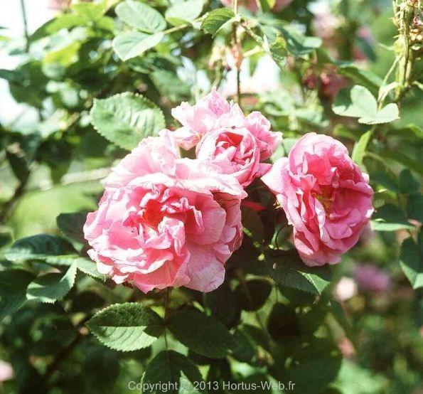 rosa_damascena_trigintipetala.jpg