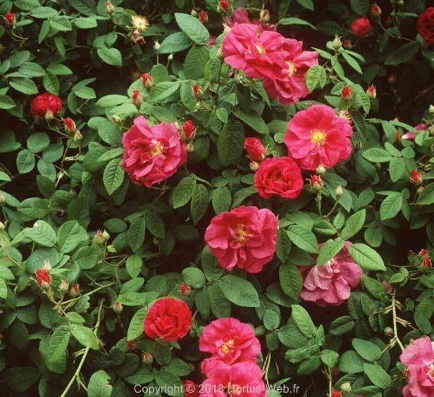 rosa_mundi.jpg