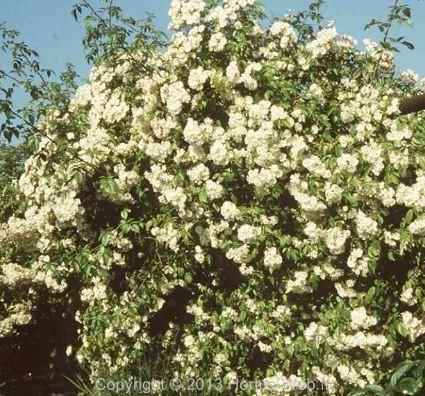 rosa_polyantha.jpg