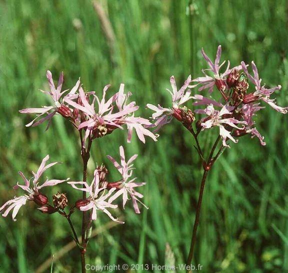 silene_flos-cuculi.jpg
