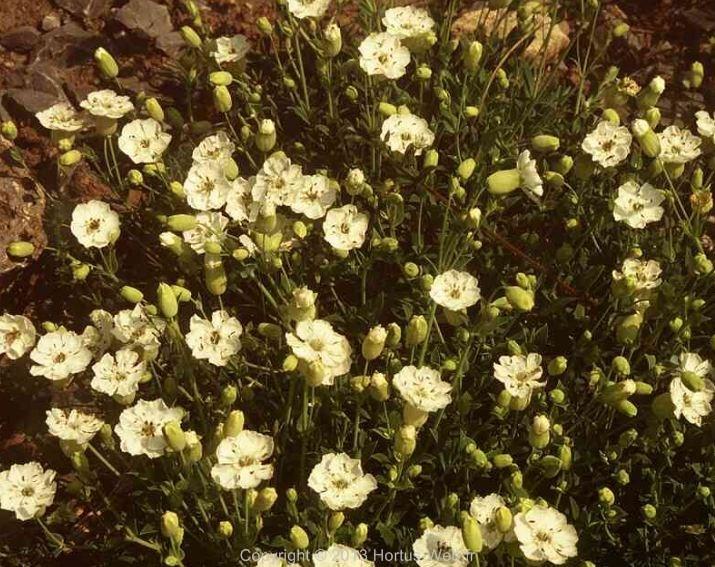 silene_uniflora.jpg