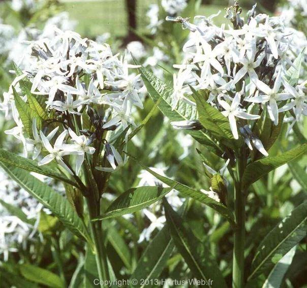 tabernaemontana_amsonia.jpg