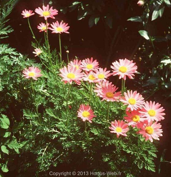tanacetum_coccineum_laurin.jpg