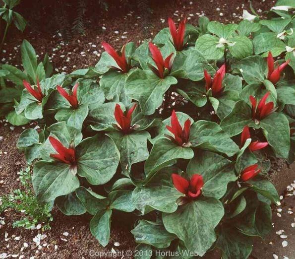 trillium_sessile.jpg