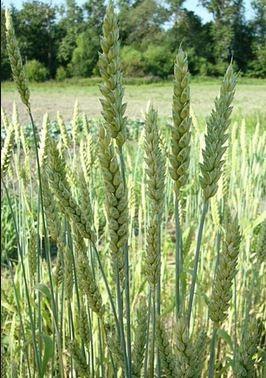 triticum-aestivum.jpg