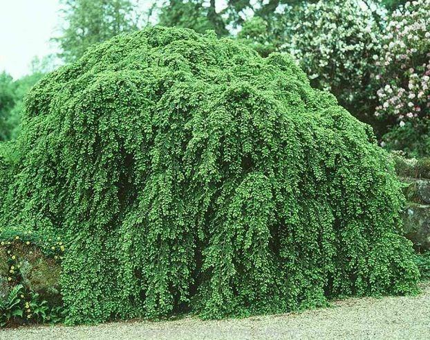 tsuga_canadensis_pendula.jpg