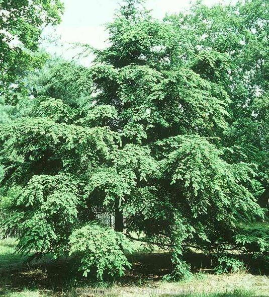 tsuga_diversifolia.jpg