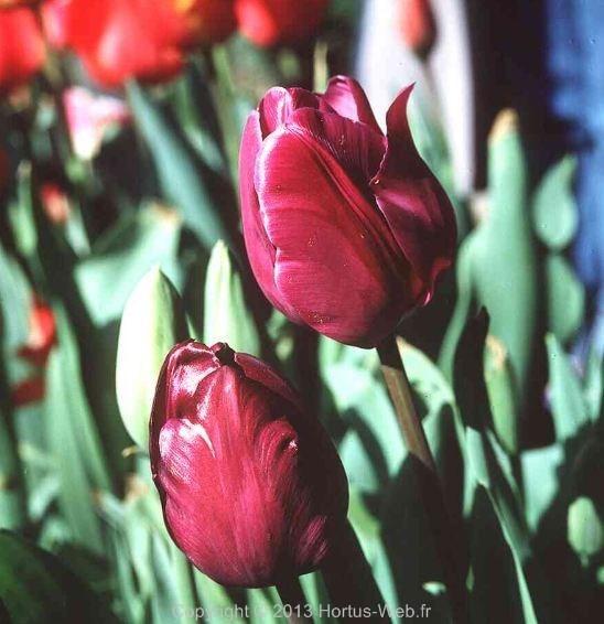 tulipa_negrita.jpg