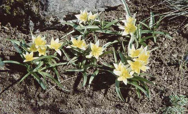 tulipa_tarda.jpg