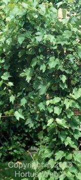 vitis_sylvestris.jpg