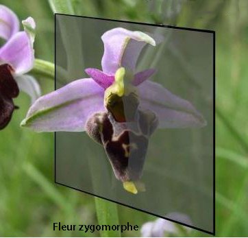 Bilateral zygomorphe
