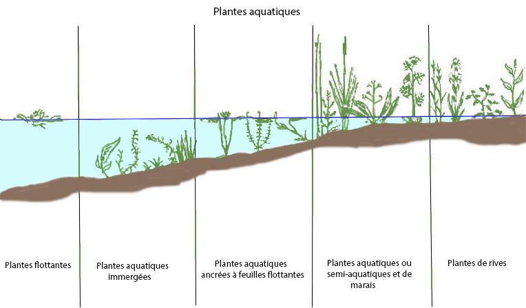Plantes aquatiques
