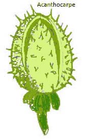 acanthocarpe