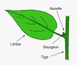 aisselle